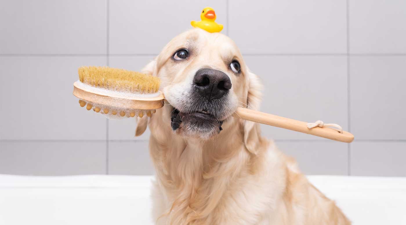 Fellwechsel im Herbst – Pflege mit Schermaschine, Shampoo & Spray