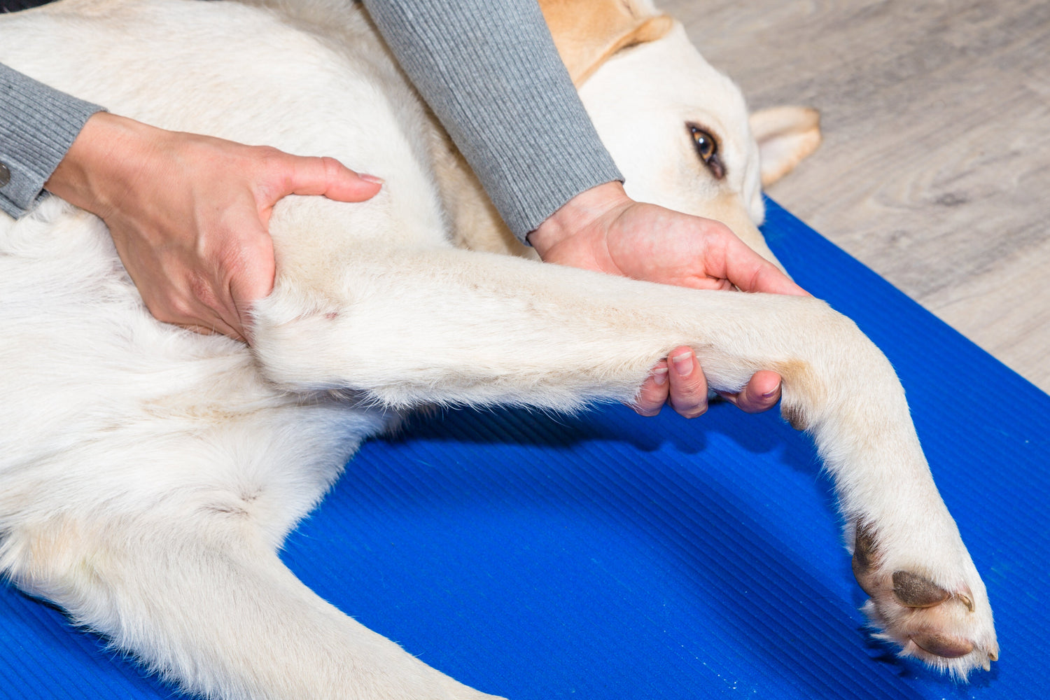 Hundebesitzer hält das Hundebein in der Hand