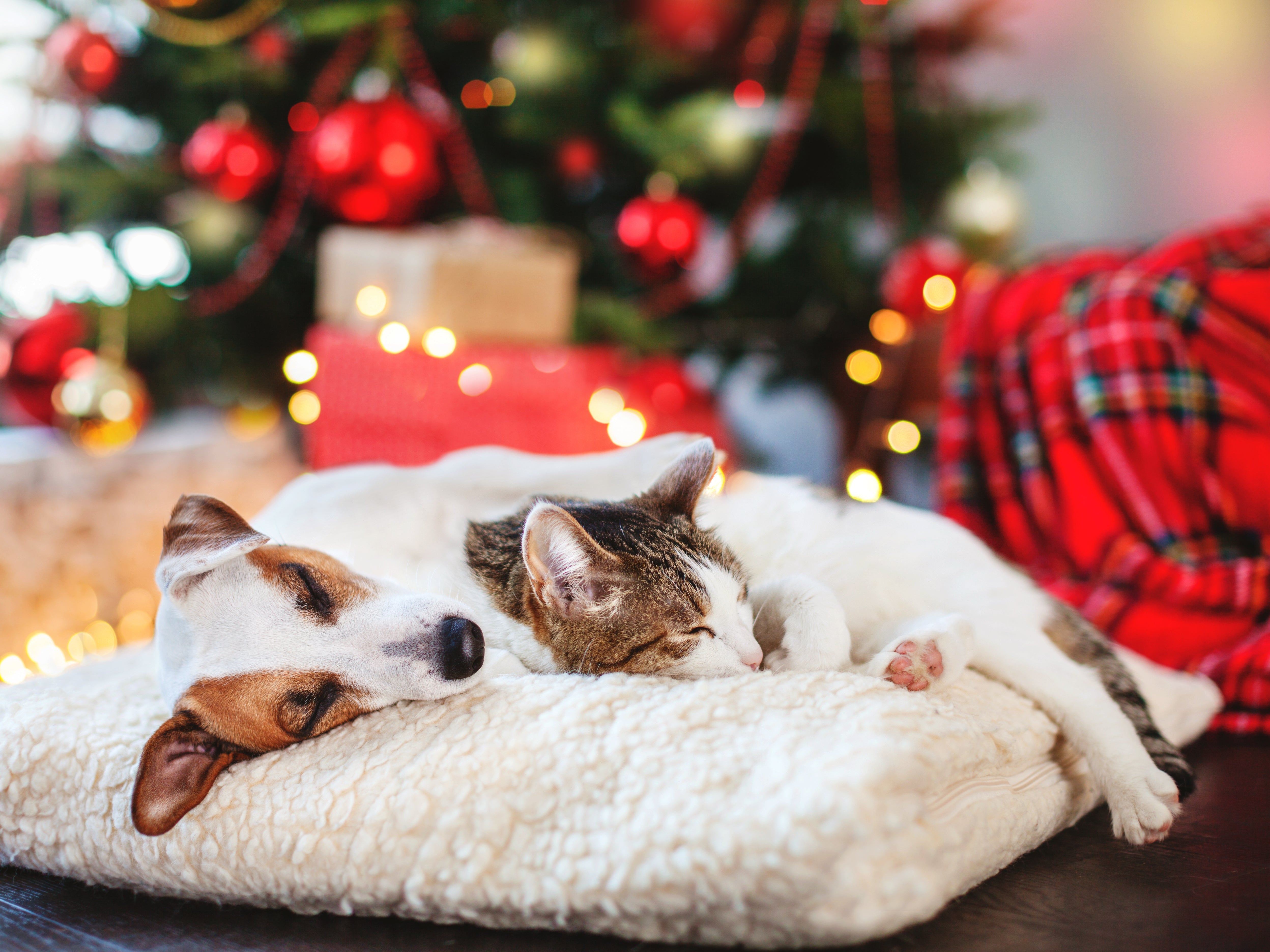 • Hund und Katze ruhen nebeneinander auf dem Sofa