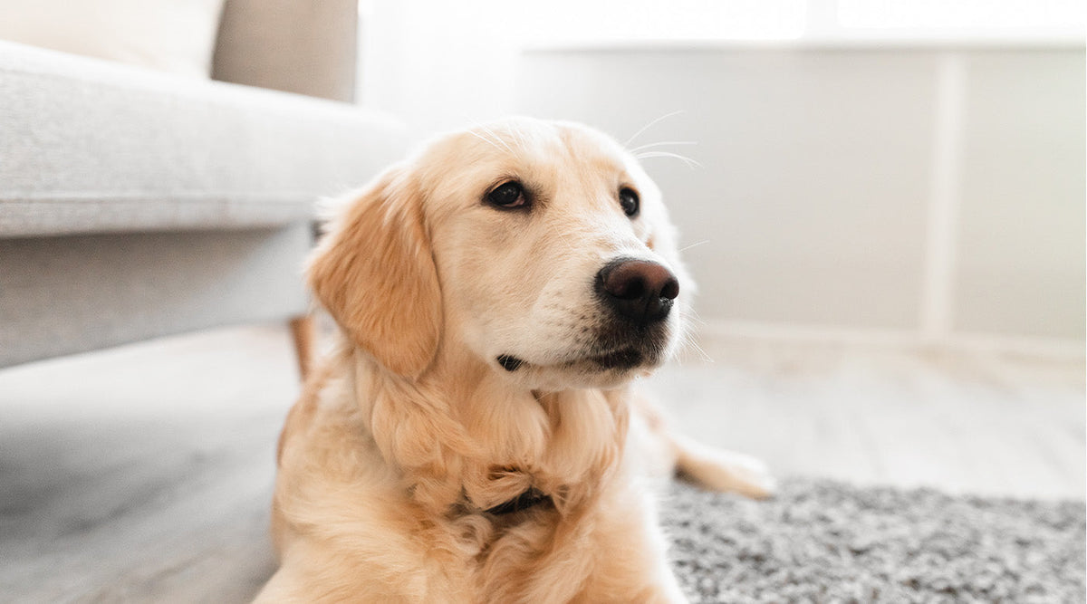 Dein Hund springt nicht mehr sofort aufs Sofa – was steckt dahinter?