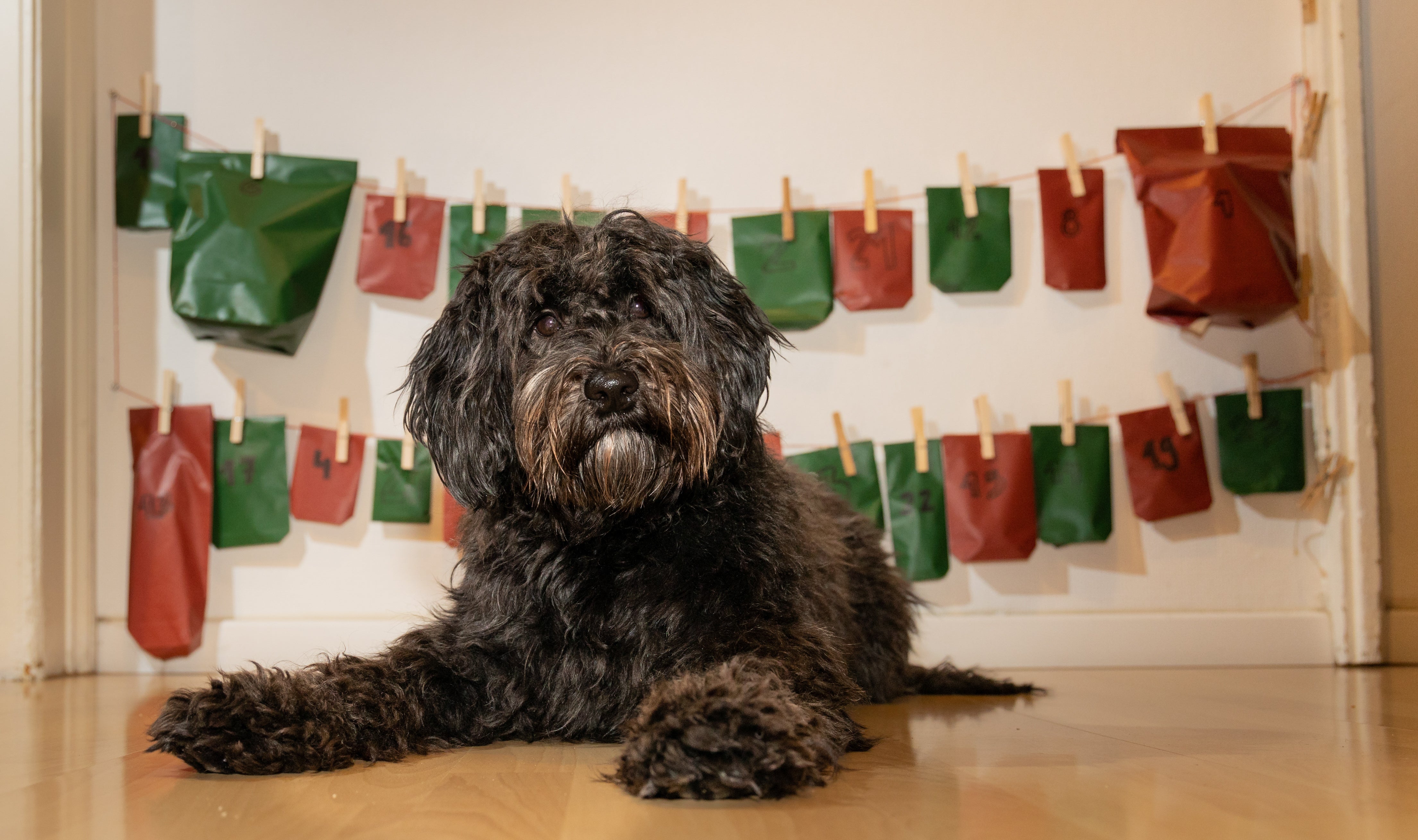•	Hund sitzt vor Adventskalender mit nummerierten Tütchen