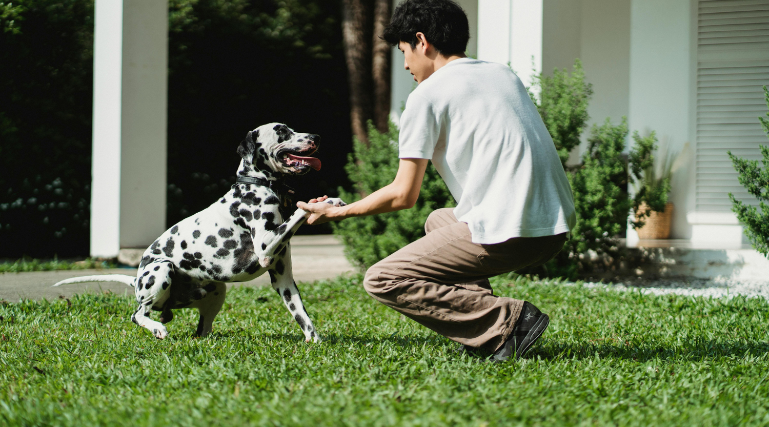 Impulskontrolle beim Hund – Warum sie so wichtig ist und wie du sie trainierst