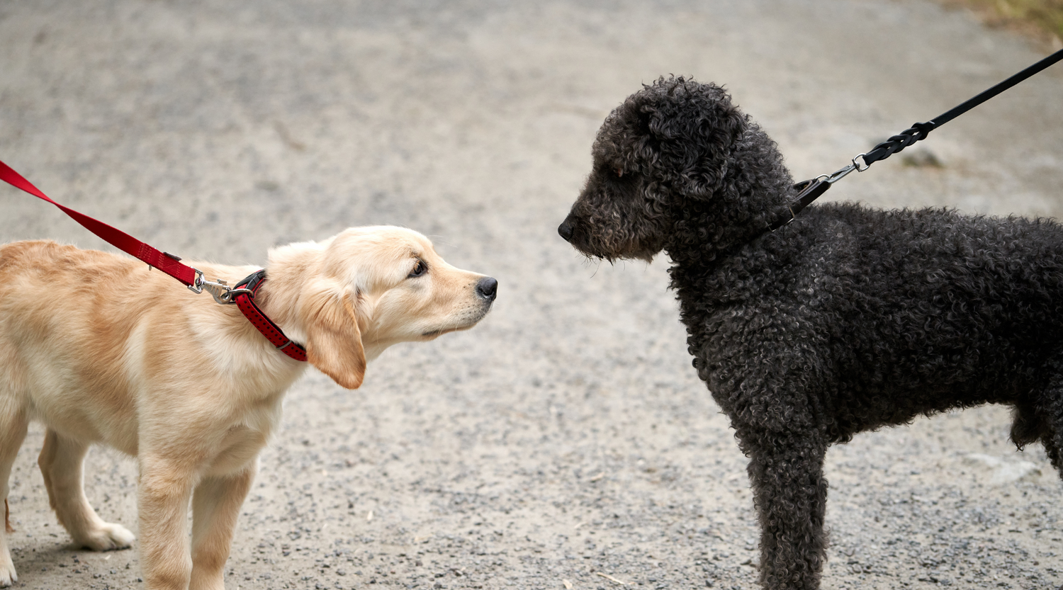 Hundebegegnungen meistern – Wie dein Hund entspannt an der Leine bleibt